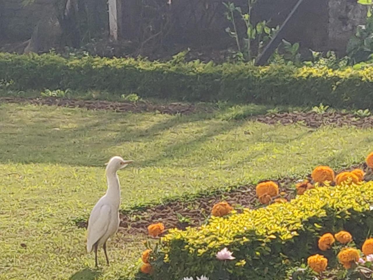 Heritage Homestay Jammu Exteriör bild
