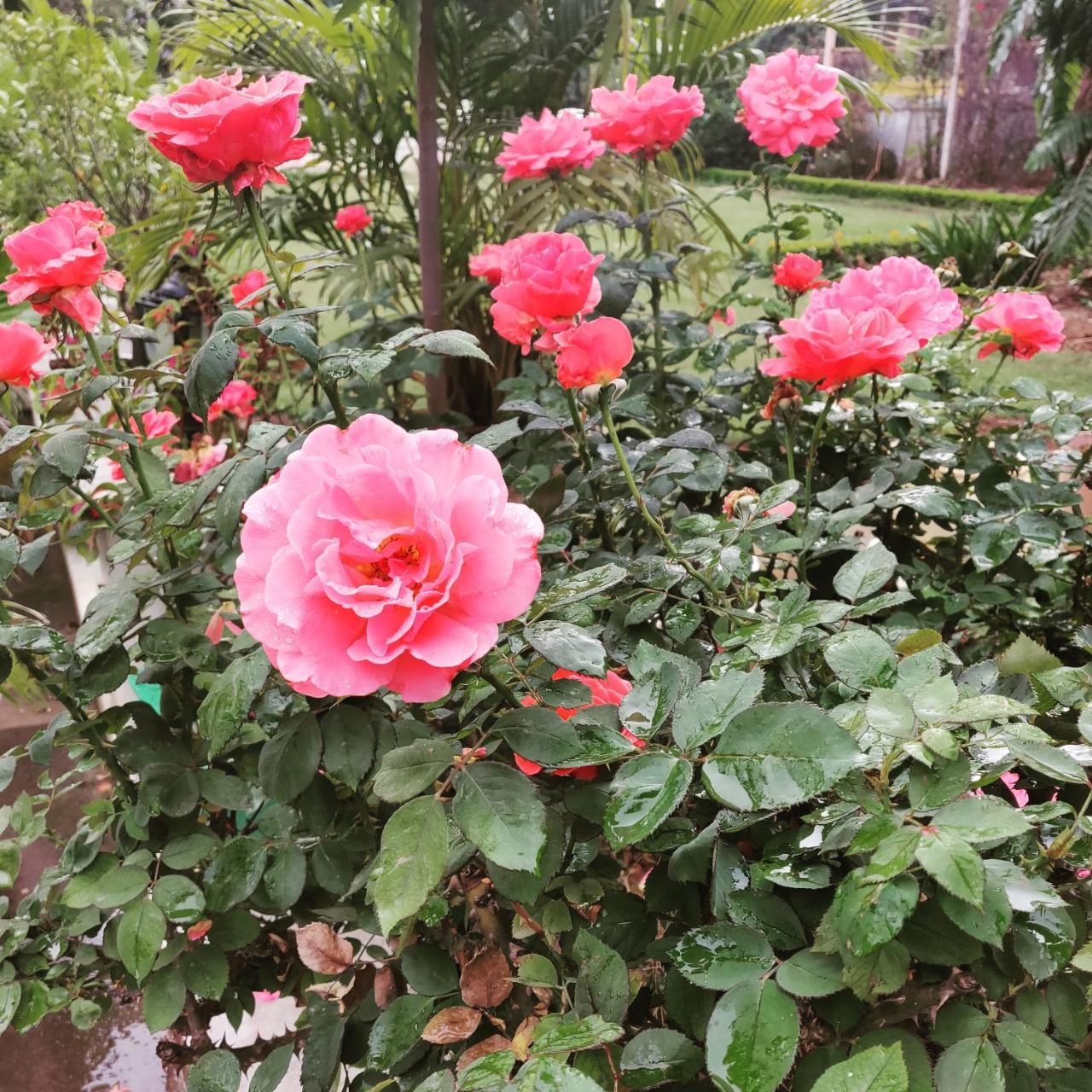 Heritage Homestay Jammu Exteriör bild